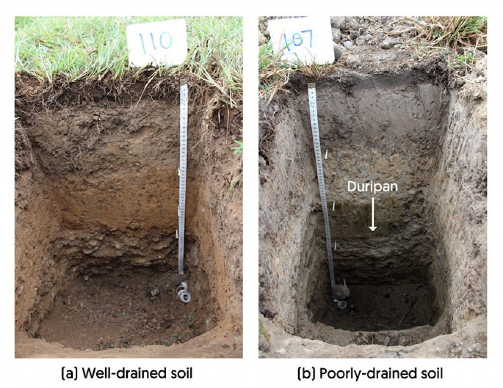 Well Draind Soil